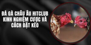 Đá Gà Châu Âu Hitclub - Kinh Nghiệm Cược Và Cách Đặt Kèo