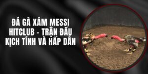 Đá Gà Xám Messi Hitclub - Trận Đấu Kịch Tính Và Hấp Dẫn