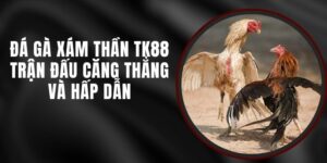 Đá Gà Xám Thần TK88 - Trận Đấu Căng Thẳng Và Hấp Dẫn